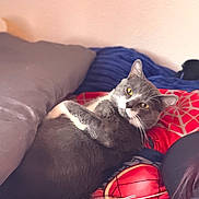 Baby joined the competition — help win amazing prizes! cat, gray_cat, white_cat, pet, animal, indoor, cozy, blanket, pillow, furniture, relaxed, yellow_eyes, whiskers, lying_down, cute, domestic_cat, resting, bedroom, phone, spider_man