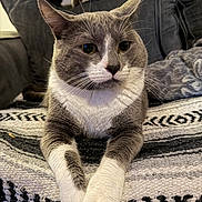 Baby joined the competition — help win amazing prizes! animal, blanket, cat, close_up, couch, cozy, feline, fur, furniture, gray_cat, hazel_eyes, indoor, living_room, paws, pet, photography, portrait, relaxed, whiskers, white_paws