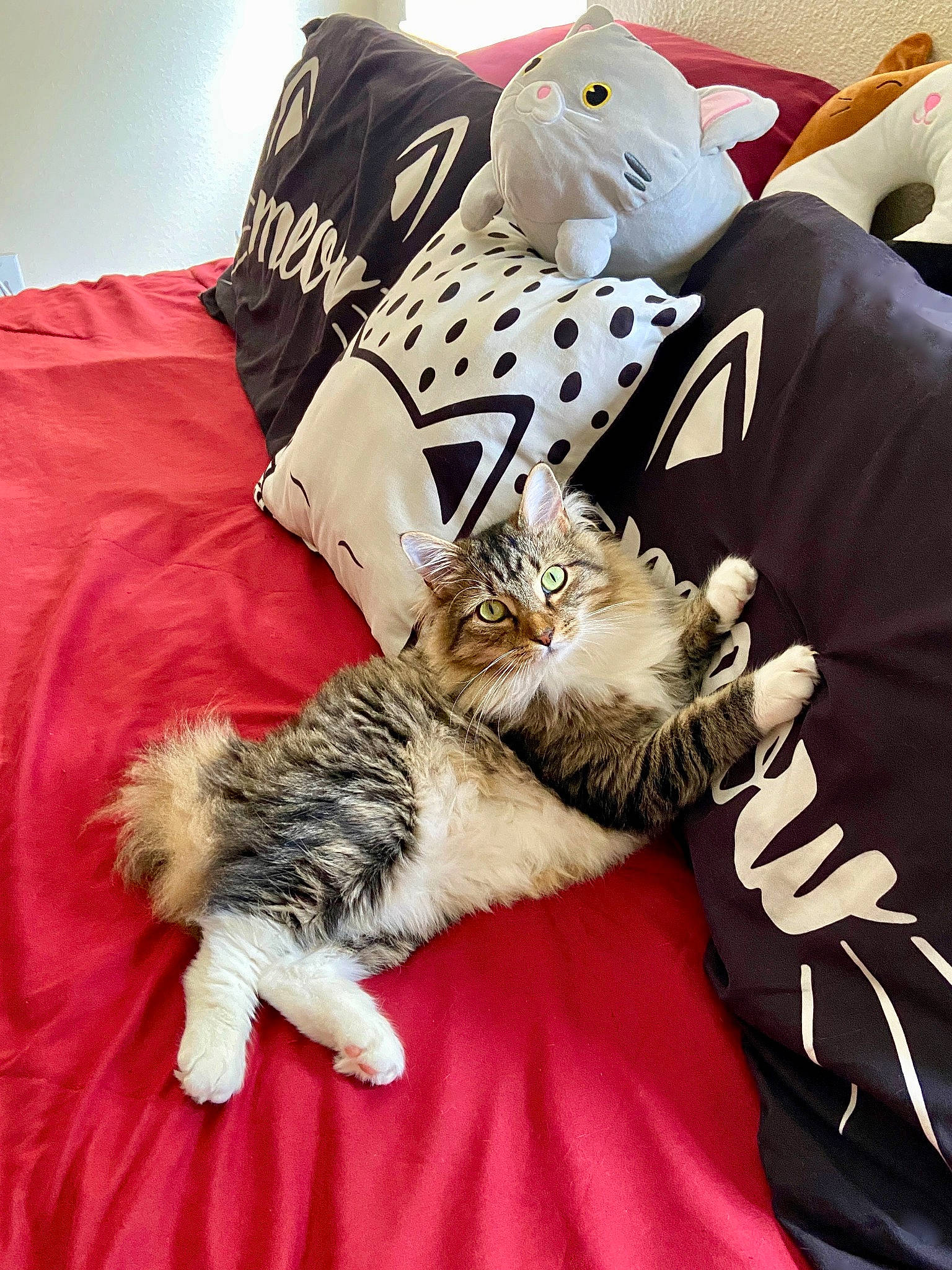 Elliot is registered to the contest to win money with this photo: bag, bed, bed_sheet, bedding, bedroom, carmine, carnivore, cat, comfort, domestic_short_haired_cat, felidae, fur, linens, nap, pattern, paw, room, small_to_medium_sized_cats, textile, whiskers