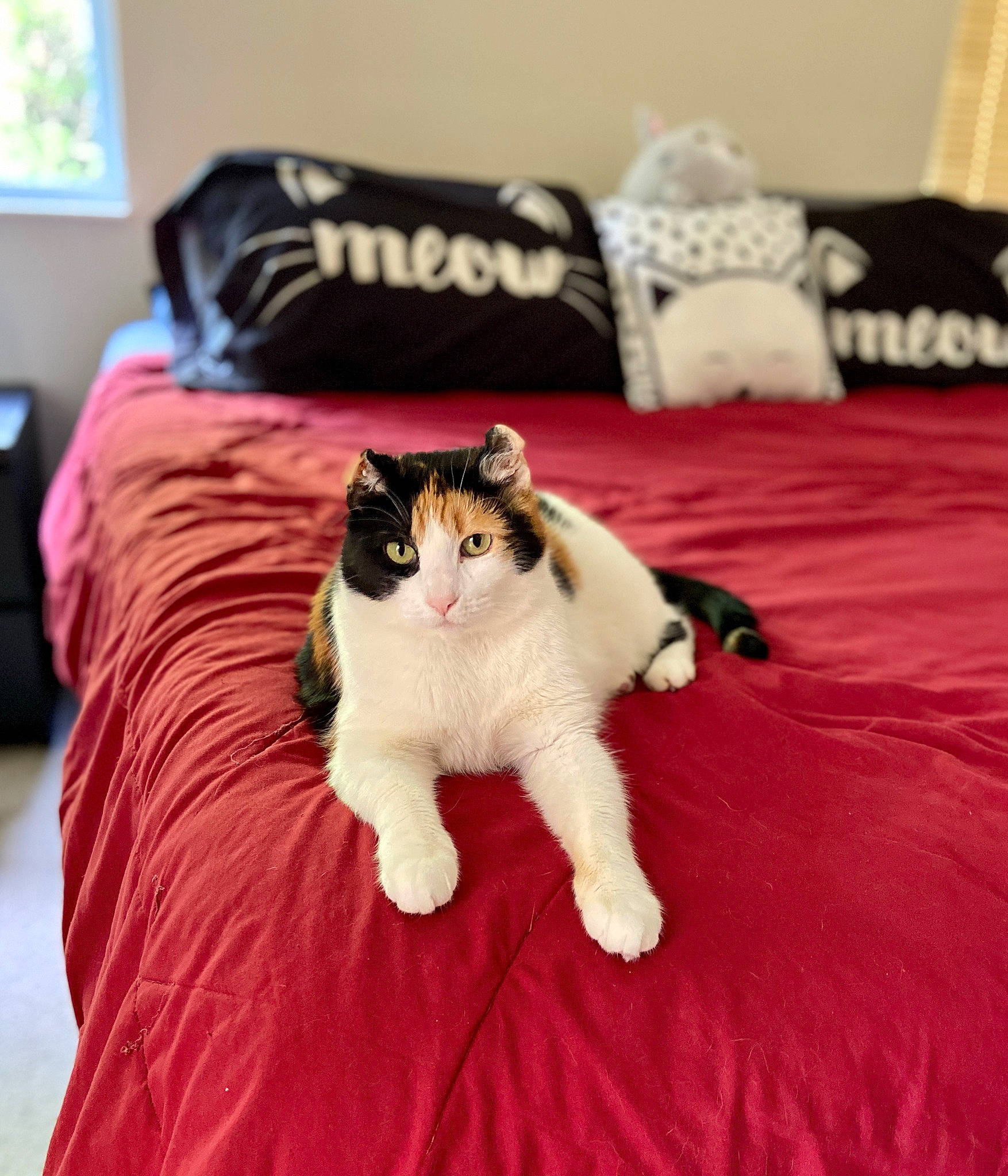 Missy joined the competition — help win amazing prizes! bed, bed_sheet, bedding, bedroom, carnivore, cat, comfort, domestic_short_haired_cat, felidae, flooring, fur, hardwood, linens, pillow, plant, small_to_medium_sized_cats, textile, whiskers, window, wood