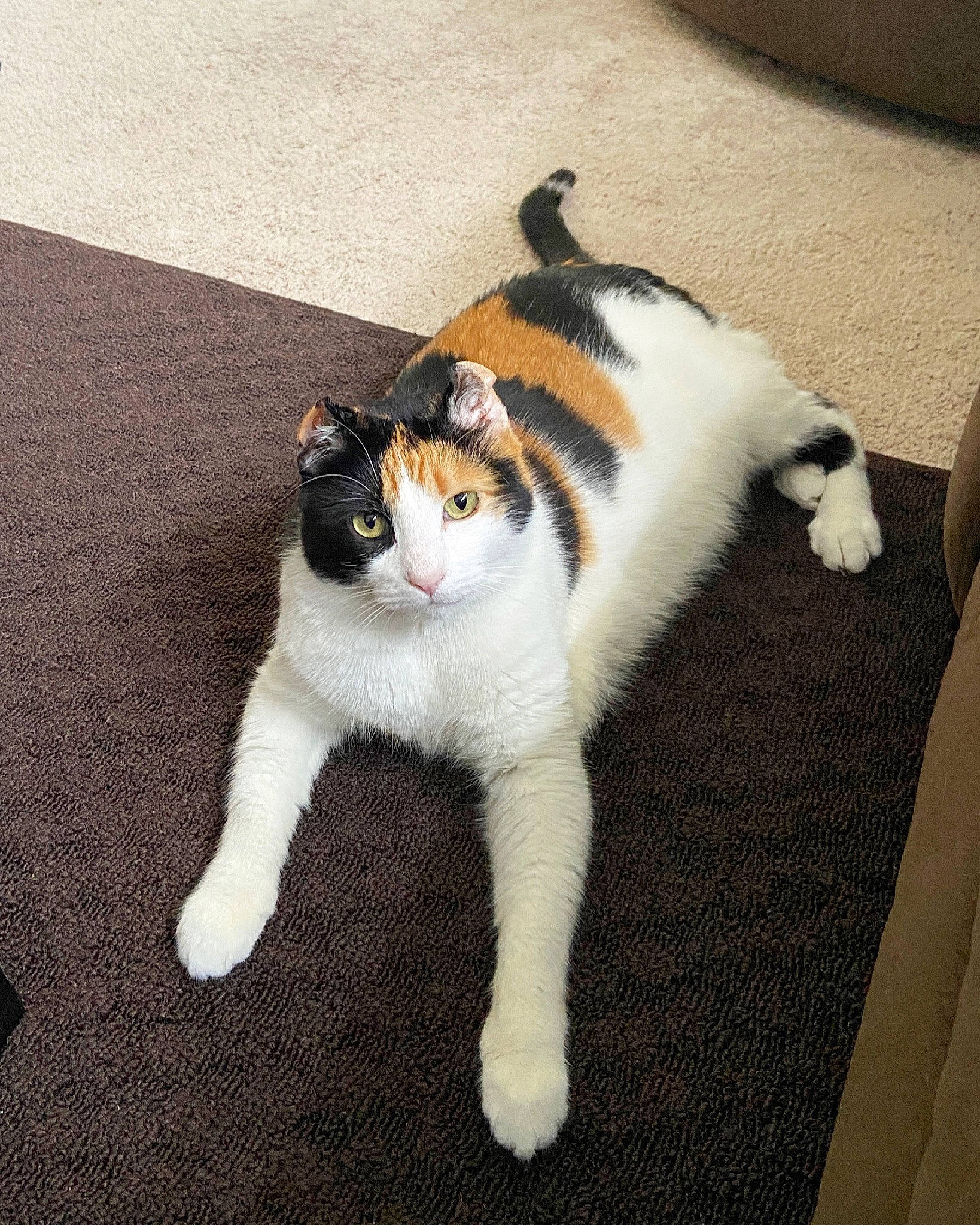 Missy is registered to the contest to win money with this photo: canidae, carnivore, cat, claw, comfort, domestic_short_haired_cat, felidae, floor, flooring, foot, fur, hardwood, paw, sitting, small_to_medium_sized_cats, snout, tail, terrestrial_animal, whiskers, wood