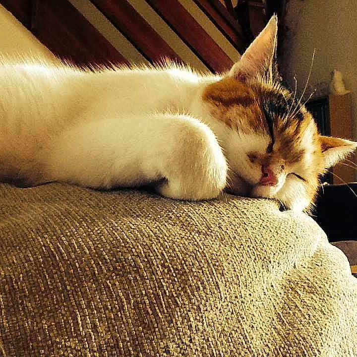 Maisy is registered to the contest to win money with this photo: