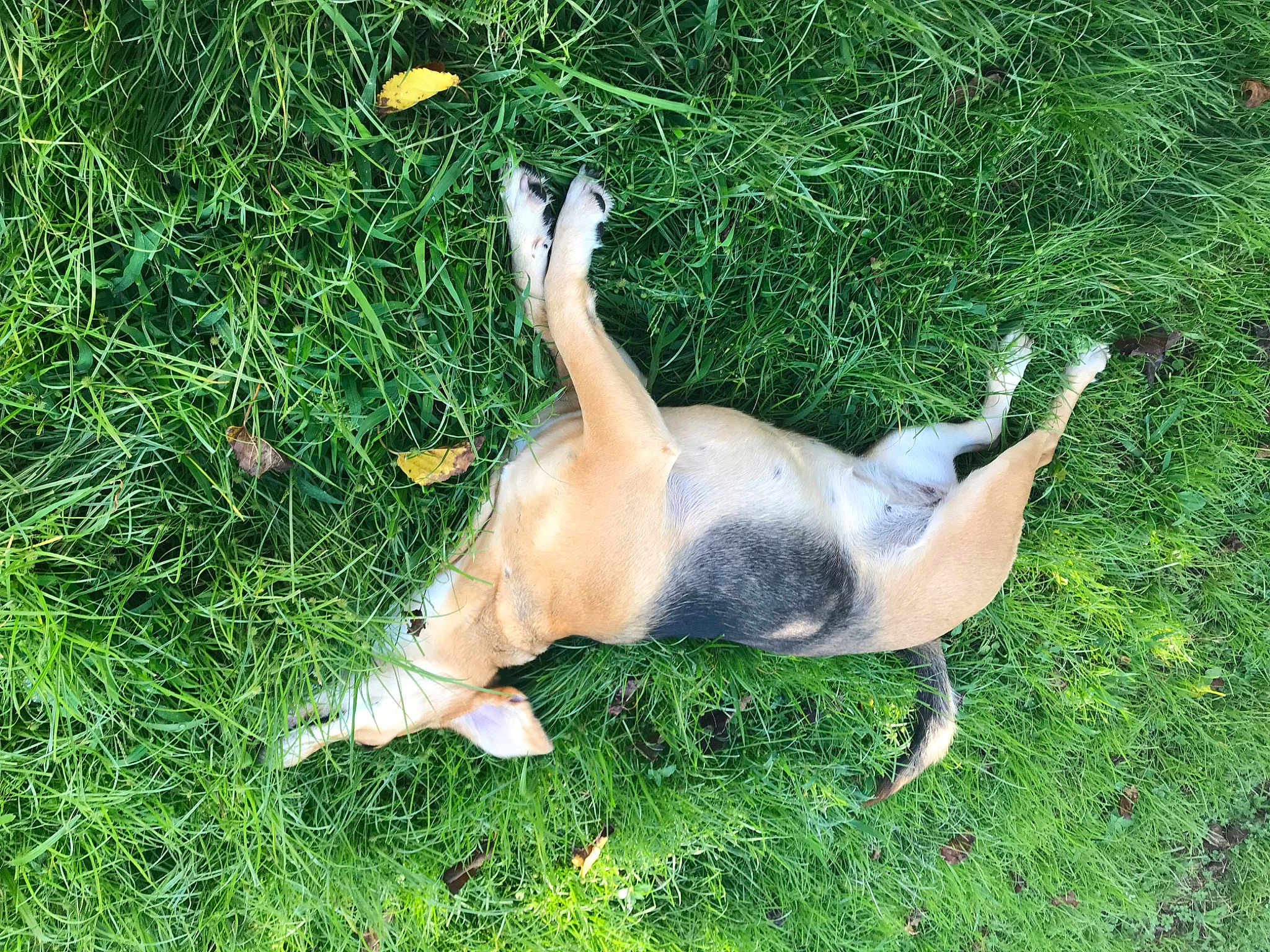 Ziva