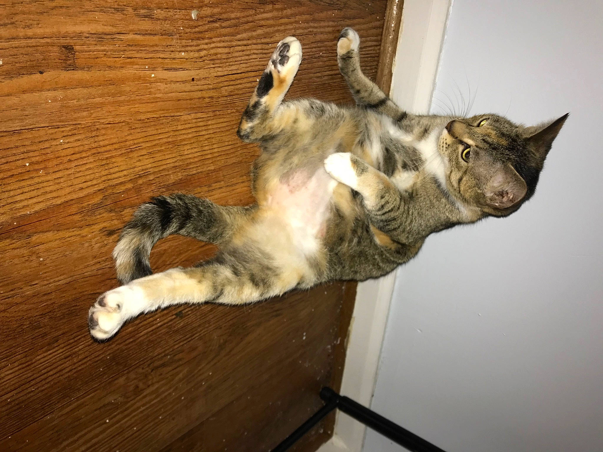 Foxy is registered to the contest to win money with this photo: carnivore, cat, claw, dog_breed, domestic_short_haired_cat, fawn, felidae, flooring, fur, hardwood, paw, small_to_medium_sized_cats, snout, tail, terrestrial_animal, varnish, whiskers, wildlife, wood, wood_stain