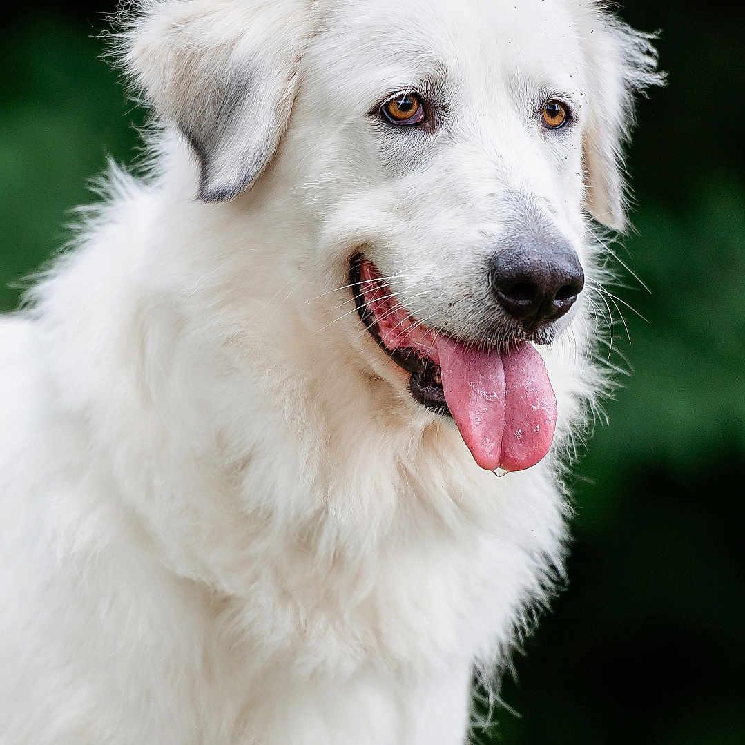 Willow participe au concours pour gagner de l'argent avec cette photo : animal, bodypart, canine, cockerspaniel, collie, dog, eskimodog, goldenretriever, hound, husky, labradorretriever, mouth, person, pet, puppy, terrier, tongue, whitedog