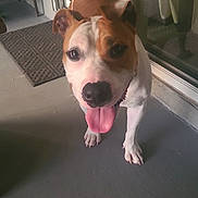 Nala is registered to the contest to win money with this photo: dog, pet, tongue_out, porch, floor, door, glass_door, mat, brown_and_white, happy, animal, canine, ears, snout, standing, domestic_animal, companionship, friendly, outdoor, shadow