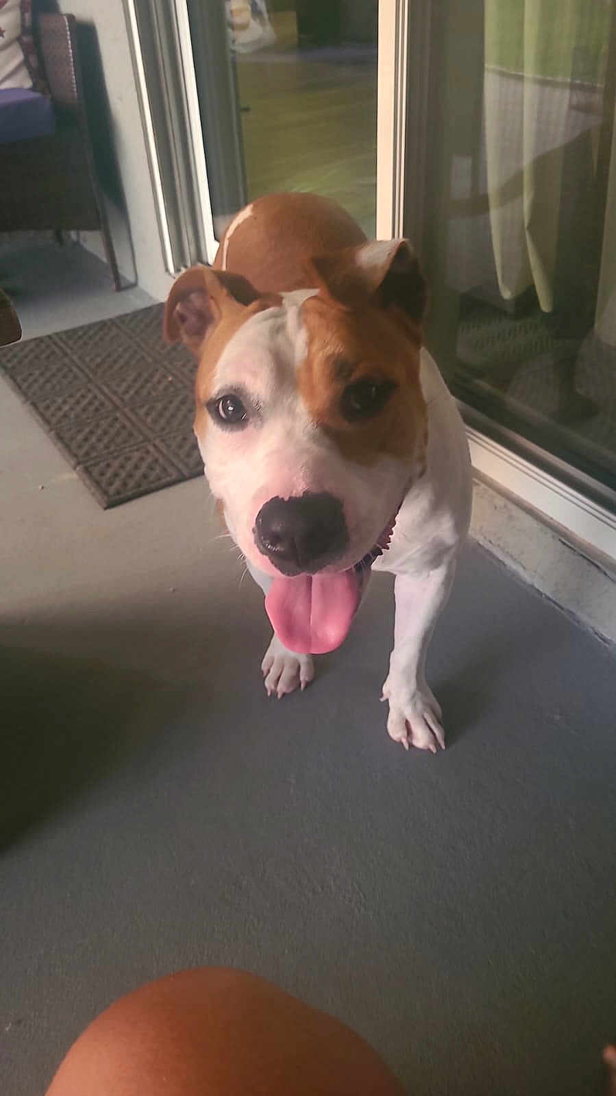 Nala is registered to the contest to win money with this photo: dog, pet, tongue_out, porch, floor, door, glass_door, mat, brown_and_white, happy, animal, canine, ears, snout, standing, domestic_animal, companionship, friendly, outdoor, shadow