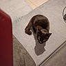 Blako a rejoint le concours — aidez-le/la à gagner de superbes lots ! animal, black, brown, carpet, cat, cozy, floor, furniture, furry, home, indoors, looking_up, pet, photography, portrait, rug, shadow, sitting, tile, white