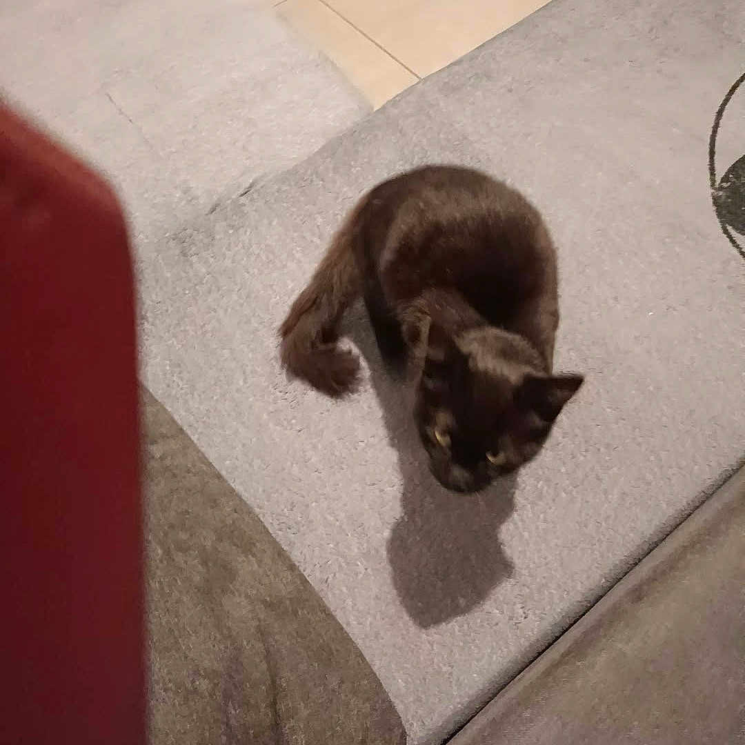 Blako a rejoint le concours — aidez-le/la à gagner de superbes lots ! animal, black, brown, carpet, cat, cozy, floor, furniture, furry, home, indoors, looking_up, pet, photography, portrait, rug, shadow, sitting, tile, white