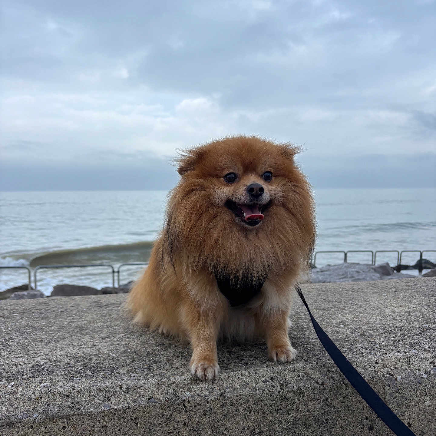 Robby participe au concours pour gagner de l'argent avec cette photo : accessories, animal, beach, canine, chow, coast, dog, eskimodog, leash, nature, outdoors, pet, pier, puppy, sea, shoreline, strap, terrier, water, waterfront