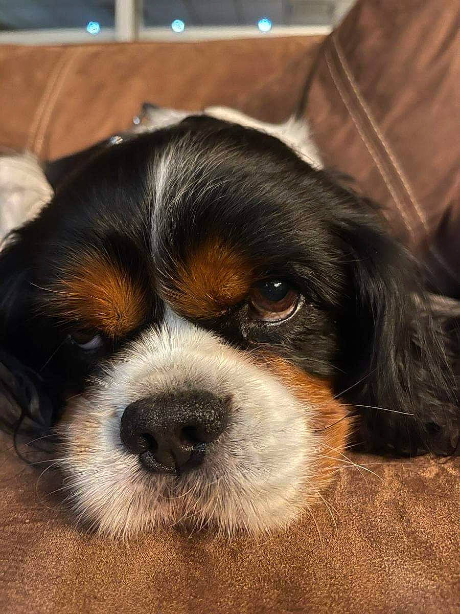 Jasper a rejoint le concours — aidez-le/la à gagner de superbes lots ! canidae, carnivore, companion_dog, dog, dog_breed, fur, king_charles_spaniel, liver, metal, paw, puppy, puppy_love, snout, spaniel, sporting_group, terrestrial_animal, toy_dog, whiskers, wood, working_animal