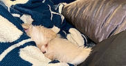Daphne is registered to the contest to win money with this photo: puppy, dog, blanket, blue, white, couch, pillow, sleeping, cozy, fur, small, indoor, resting, cute, pet, domestic_animal, relaxation, comfort, snuggle, nap