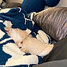 puppy, dog, blanket, blue, white, couch, pillow, sleeping, cozy, fur, small, indoor, resting, cute, pet, domestic_animal, relaxation, comfort, snuggle, nap