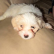 Daphne is registered to the contest to win money with this photo: puppy, dog, white_fur, leather_couch, indoor, sleepy, pet, cute, animal, fur, resting, young_dog, canine, couch, cozy, small_dog, domestic_animal, relaxing, closeup, adorable