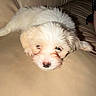 puppy, dog, white_fur, leather_couch, indoor, sleepy, pet, cute, animal, fur, resting, young_dog, canine, couch, cozy, small_dog, domestic_animal, relaxing, closeup, adorable