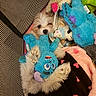 Daphne is registered to the contest to win money with this photo: blanket, blue_toy, brown_fur, colorful, cozy, cuddling, cute, dog, dogs, fluffy, indoor, peeking, pet_bed, plush_toys, portrait, puppy, sleeping, small_dog, stuffed_animals, white_fur