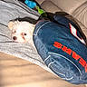 Daphne joined the competition — help win amazing prizes! puppy, dog, blanket, couch, leather, towel, resting, sleepy, white_fur, pet, cozy, indoor, comfort, soft, cute, animal, domestic, small_dog, relaxing, home