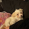 puppy, dog, white_fur, fluffy, cute, pet, couch, blanket, floral_pattern, cozy, indoor, relaxed, person, lap, resting, black_clothing, pillow, soft, home, comfort