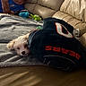 Daphne joined the competition — help win amazing prizes! puppy, dog, blanket, pillow, couch, leather, indoor, pet, cute, small_dog, relaxing, home, person, blue_shirt, plush, laying_down, fur, cozy, resting, living_room