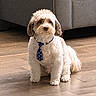 animal, blue_cushion, companion, couch, cute, dog, floor, fluffy, fur, gray_couch, home, household, indoor, pet, polka_dot, portrait, sitting, small_dog, tie, wooden_floor