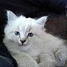 Beauty a rejoint le concours — aidez-le/la à gagner de superbes lots ! kitten, cat, white_fur, fluffy, blue_eyes, pet, animal, whiskers, ears, paws, face, portrait, close_up, indoors, cushion, lying_down, cute, feline, soft_fur, lounging
