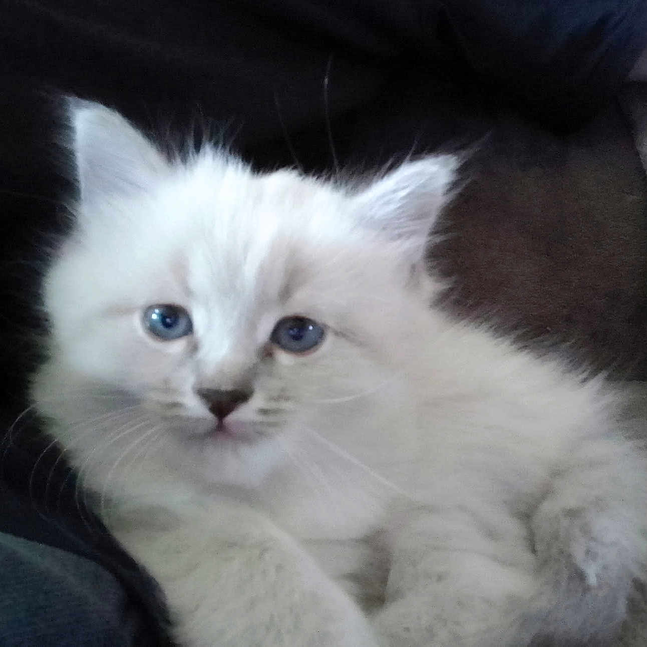Beauty a rejoint le concours — aidez-le/la à gagner de superbes lots ! kitten, cat, white_fur, fluffy, blue_eyes, pet, animal, whiskers, ears, paws, face, portrait, close_up, indoors, cushion, lying_down, cute, feline, soft_fur, lounging