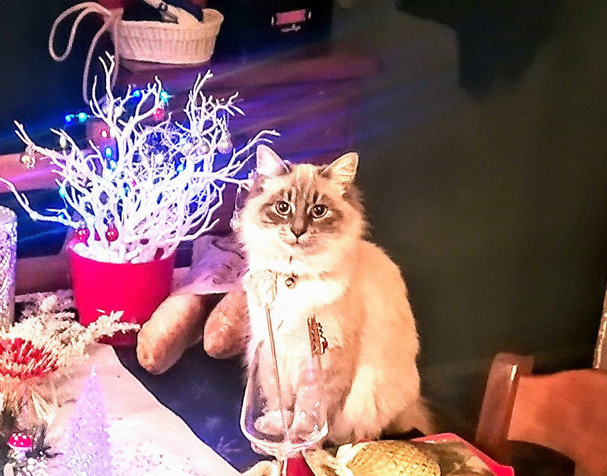 Ragdoll