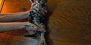 Baby is registered to the contest to win money with this photo: kitten, cat, pet, animal, hands, tattoo, wood, cabinet, electronics, indoor, cute, small, feline, spots, claws, fur, domestic, holding, curious, household