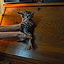 kitten, cat, pet, animal, hands, tattoo, wood, cabinet, electronics, indoor, cute, small, feline, spots, claws, fur, domestic, holding, curious, household