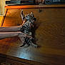 Baby is registered to the contest to win money with this photo: kitten, cat, hands, wooden_cabinet, tattoo, indoor, pet, animal, feline, paw, stretching, domestic, furniture, shadow, warm_lighting, small, cute, holding, playful, home
