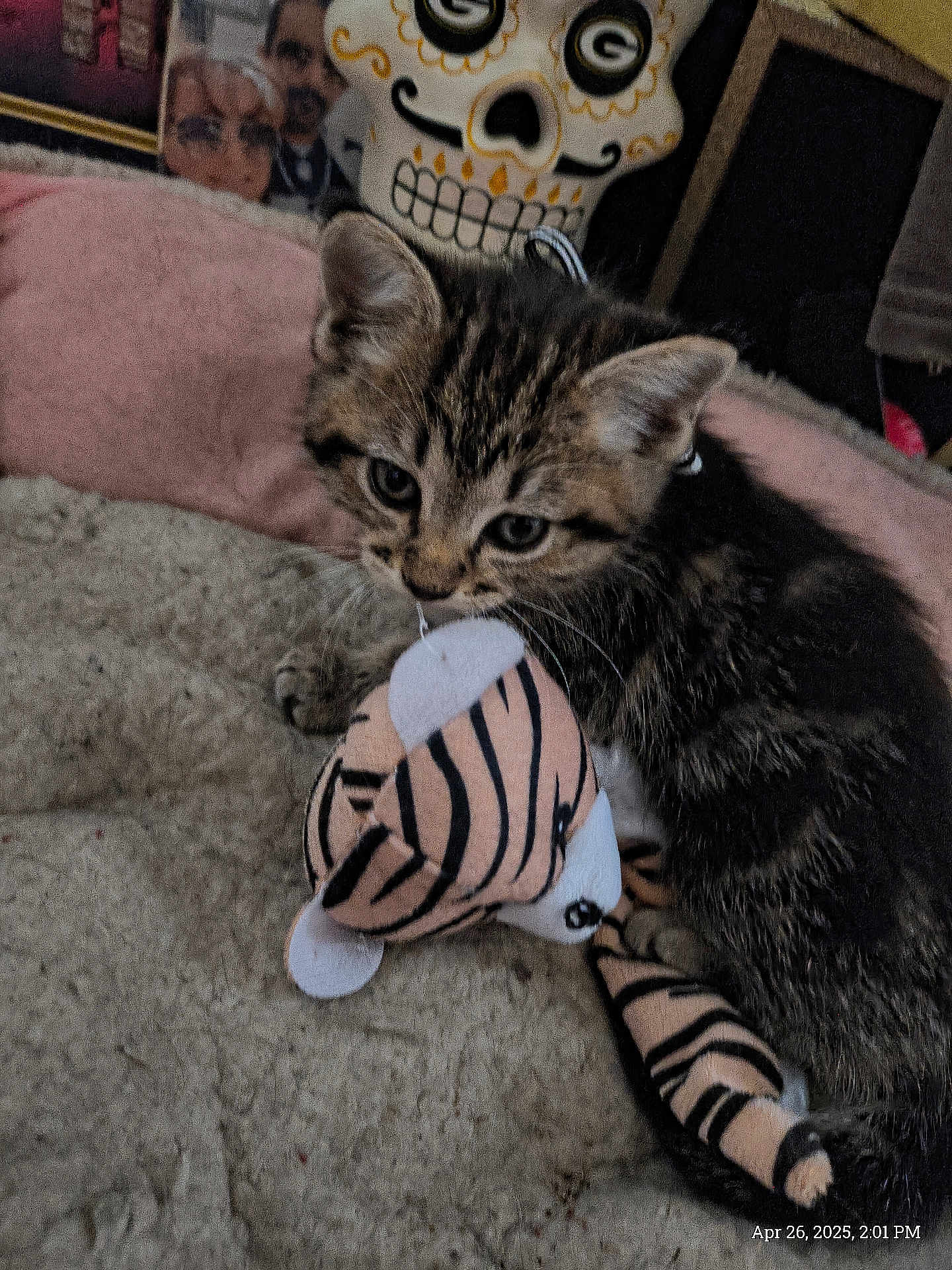Baby is registered to the contest to win money with this photo: kitten, cat, toy, plush_toy, tiger_stripes, blanket, pet, indoor, cute, furry, animal, small, young, fur, whiskers, playful, cozy, skull_decoration, fabric, soft