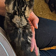 Baby joined the competition — help win amazing prizes! kitten, cat, hand, lap, furry, pet, animal, indoor, human, comfort, cuddle, striped, brown, black, gray, feline, resting, soft, closeup, warm