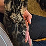 kitten, cat, hand, lap, furry, pet, animal, indoor, human, comfort, cuddle, striped, brown, black, gray, feline, resting, soft, closeup, warm