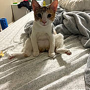 Whispers is registered to the contest to win money with this photo: animal, bed, blanket, casual, cat, closeup, cozy, curious, domestic, ears, feline, fur, furniture, indoor, legs_spread, pet, pillow, room, sitting, whiskers
