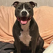 Togo a rejoint le concours — aidez-le/la à gagner de superbes lots ! dog, smiling, sitting, couch, blanket, indoor, pet, happy, fur, tongue, paw, animal, domestic_animal, canine, cozy, home, portrait, relaxed, cute, friendly