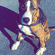 Symba a rejoint le concours — aidez-le/la à gagner de superbes lots ! american_pit_bull_terrier, american_staffordshire_terrier, carnivoran, dog, dog_breed, dog_like_mammal, pit_bull, snout