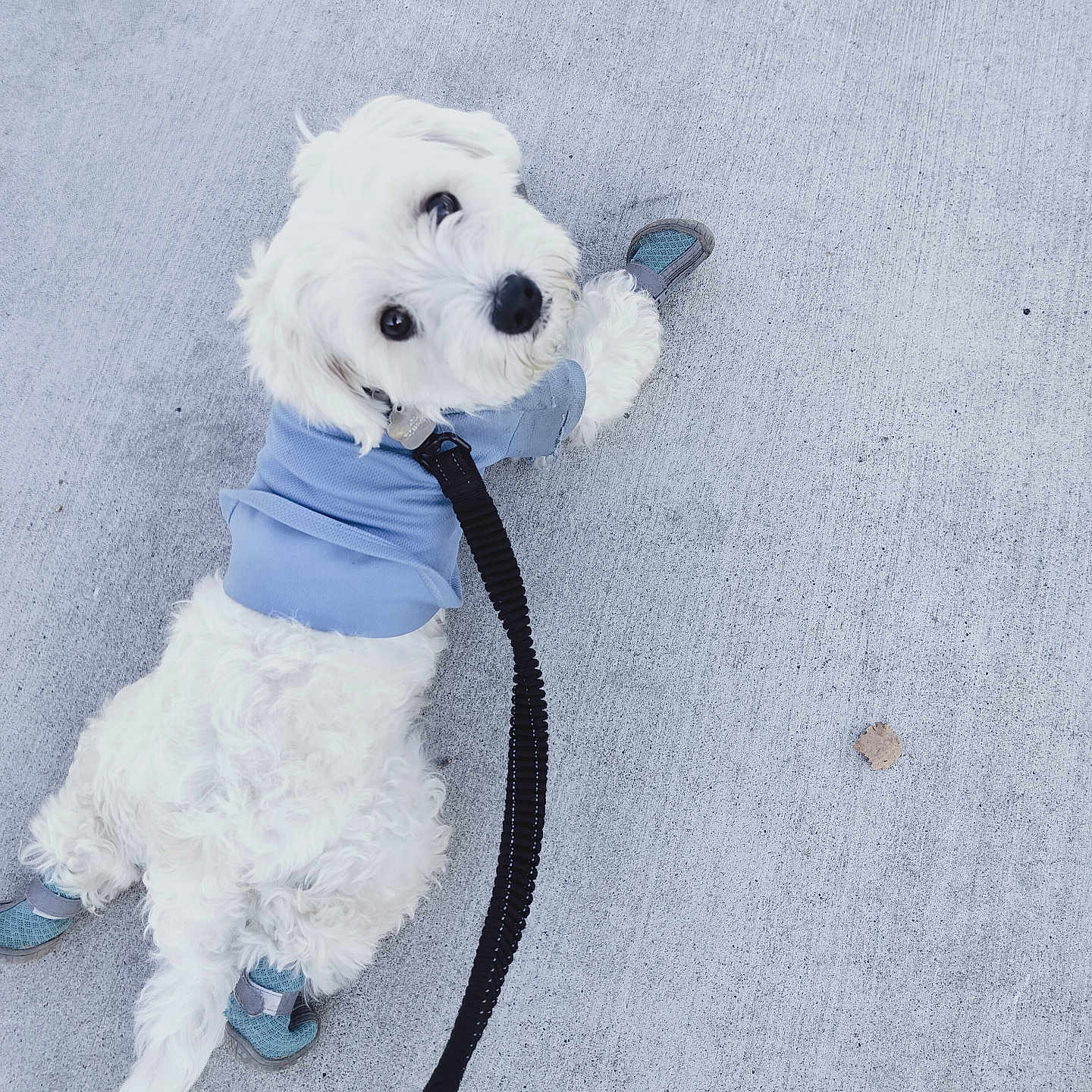 Leo is registered to the contest to win money with this photo: accessories, animal, belt, bison, canine, clothing, dog, footwear, formalwear, leash, necktie, pet, poodle, puppy, shoe, slate, strap, terrier, tie, whitedog