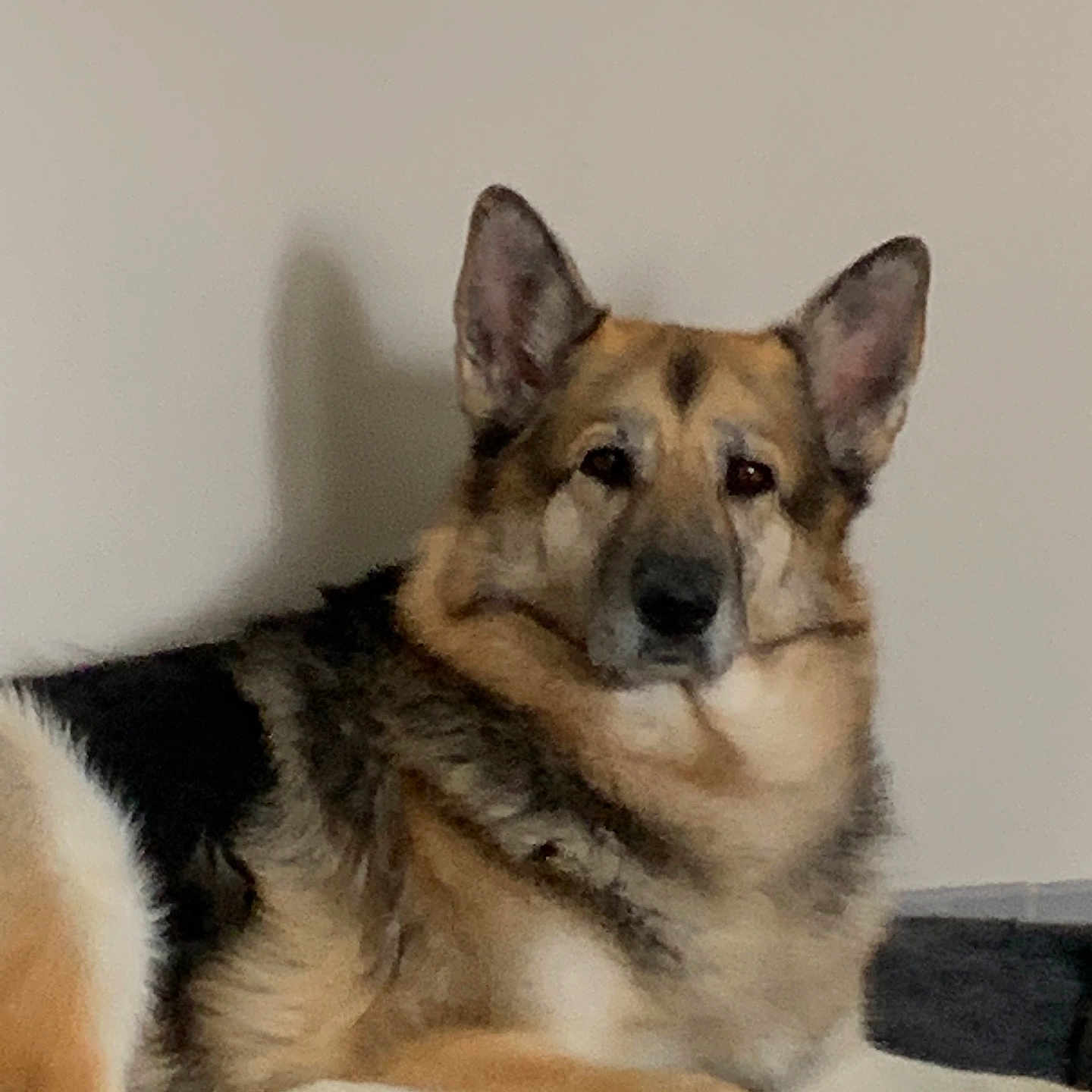 Maiia Ferreira participe au concours pour gagner de l'argent avec cette photo : animal, canine, companion, dog, domestic_animal, ears, fur, german_shepherd, indoor, looking, lying_down, mammal, one_animal, paw, pet, portrait, resting, snout, tail, whiskers