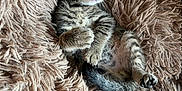 Gizmo participe au concours pour gagner de l'argent avec cette photo : kitten, tabby, cat, fluffy_blanket, cute, relaxed, indoor, pet, feline, small, young, fur, whiskers, paw, tail, cozy, resting, soft, domestic_animal, animal
