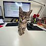 animal, cat, clean, closeup, computer_monitor, curious, desk, indoor, keyboard, kitten, lamp, looking_at_camera, mouse, office_supplies, pet, tabby, technology, white_surface, workstation, young_cat