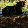 dog, black_and_white_dog, large_dog, harness, red_harness, outdoors, nature, garden, rocks, stone, ledge, grass, greenery, sunlight, shadow, sitting, lying_down, open_mouth, pet, animal