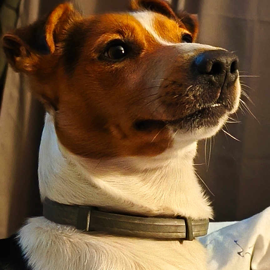 Ulysse participe au concours pour gagner de l'argent avec cette photo : dog, pet, indoor, curtain, collar, alert, fur, brown_and_white, animal, portrait, looking_away, close_up, domestic_animal, canine, companion, sitting, focused, light_and_shadow, cute, side_view