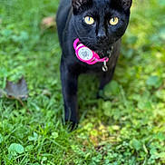 Zara is registered to the contest to win money with this photo: black_cat, cat, animal, pet, outdoor, grass, greenery, collar, yellow_eyes, feline, nature, mammal, cute, alert, portrait, walking, whiskers, close_up, domestic_cat, curious
