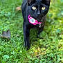black_cat, cat, animal, pet, outdoor, grass, greenery, collar, yellow_eyes, feline, nature, mammal, cute, alert, portrait, walking, whiskers, close_up, domestic_cat, curious