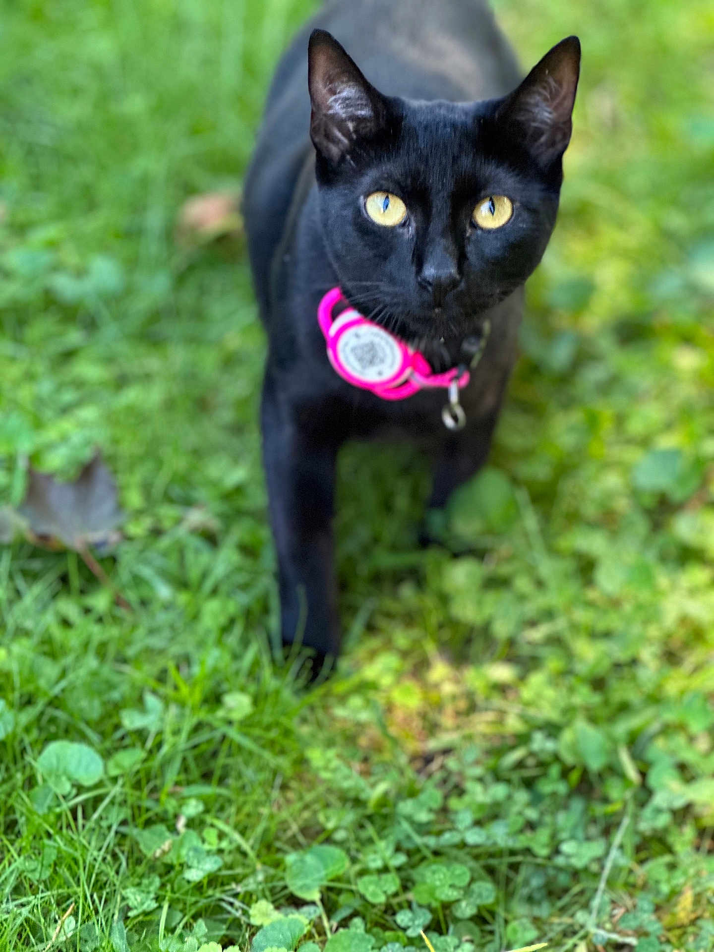 Zara is registered to the contest to win money with this photo: black_cat, cat, animal, pet, outdoor, grass, greenery, collar, yellow_eyes, feline, nature, mammal, cute, alert, portrait, walking, whiskers, close_up, domestic_cat, curious