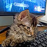 Bailey a rejoint le concours — aidez-le/la à gagner de superbes lots ! animal, blurred_background, cat, closeup, computer, curious, cute, desk, feline, fluffy, indoor, keyboard, kitten, monitor, paw, pet, resting, tabby, technology, young