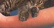 Bailey participe au concours pour gagner de l'argent avec cette photo : arm, cat, closeup, comfort, cozy, cute, domestic_animal, feline, fur, holding, human, indoor, kitten, paw, pet, relaxation, resting, sleeping, snuggling, tabby