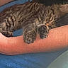 arm, cat, closeup, comfort, cozy, cute, domestic_animal, feline, fur, holding, human, indoor, kitten, paw, pet, relaxation, resting, sleeping, snuggling, tabby