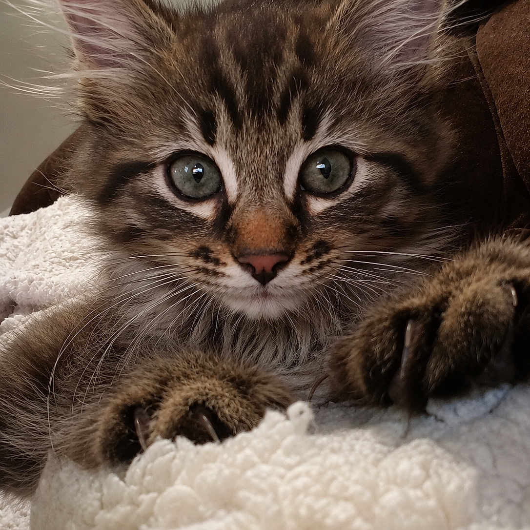 Bailey a rejoint le concours — aidez-le/la à gagner de superbes lots ! animal, blanket, cat, claws, close_up, cozy, curious, cute, fur, green_eyes, indoor, kitten, mammal, paw, pet, resting, soft, tabby, whiskers, young