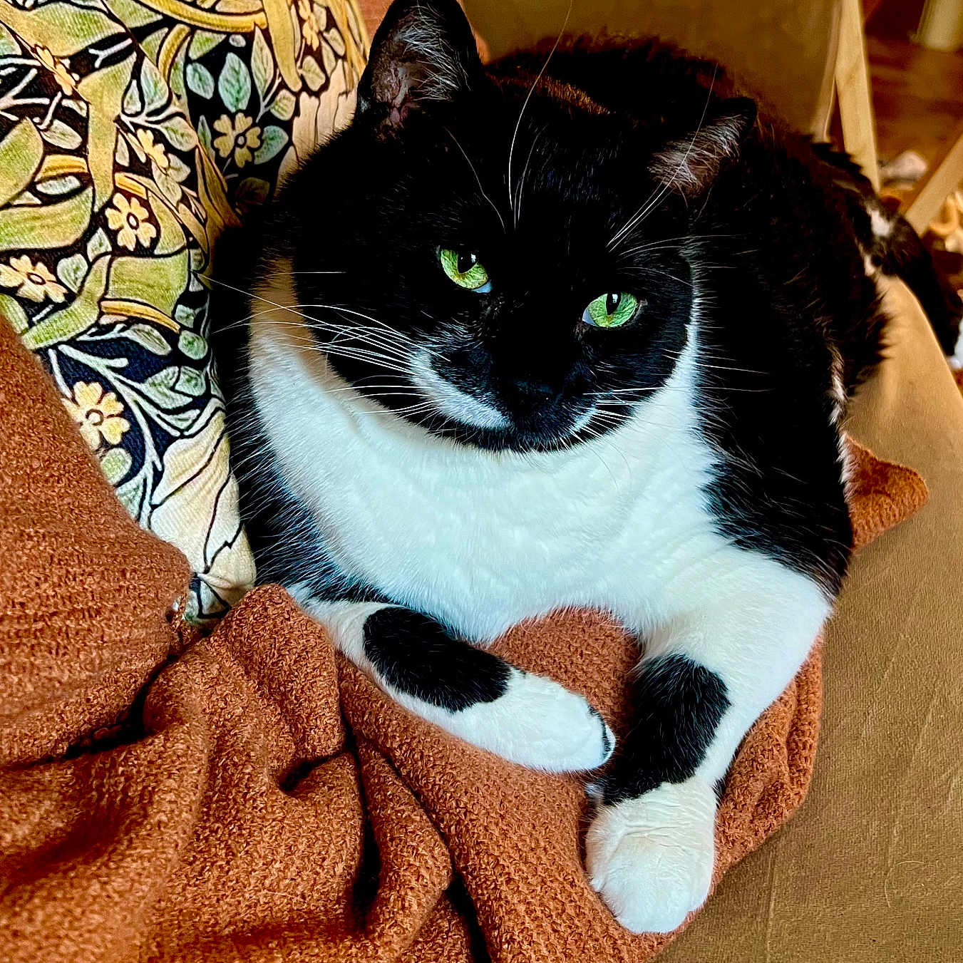 Malcolm Merryweather joined the competition — help win amazing prizes! abyssinian, animal, architecture, armchair, blackcat, blanket, cat, chair, couch, cushion, furniture, homedecor, kitten, linen, manx, person, pet, quilt, sleeping, towel